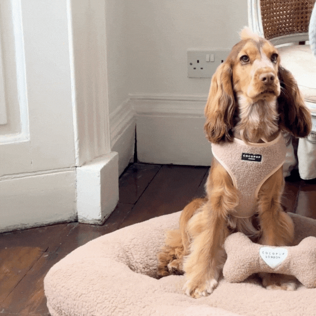 Cocopup London - Teddy Rupert Bone Toy