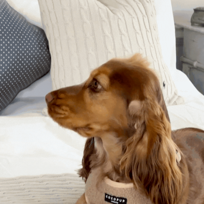 Cocopup London - Teddy Rupert Bone Toy